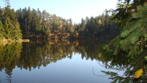 a view of a lake with trees in the background at Osada nad Szumem in Józefów +19 photos
