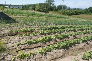 Ogród w obiekcie Agrodomki Okej -Dom Koko