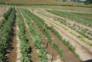 Ogród w obiekcie Agrodomki Okej -Dom Koko