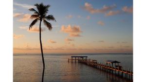 a palm tree and a pier in the ocean at Cheeca Lodge & Spa in Islamorada