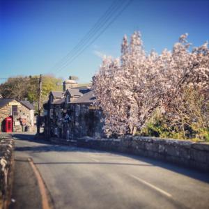 una calle con árboles en flor al lado de una carretera en Victoria Inn en Llanbedr