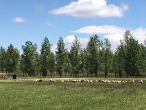 a herd of sheep grazing in a field of grass at Casa-Apartamento Madera y Sol in Lubia