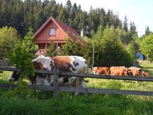 Zvieratá na farme alebo blízkom okolí