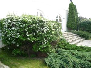a bush with white flowers in front of a building at Öreg Malom Hotel in Csepreg