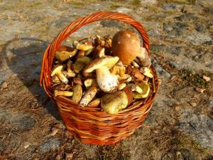 a basket full of mushrooms sitting on the ground at Гостинний двір на хуторі Хрещатик in Khreshchatik