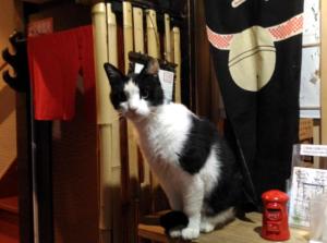 a black and white cat sitting on a shelf at Kyoto Shirakawa Kiraku Inn in Kyoto