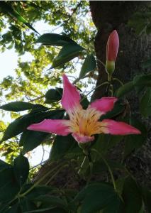 a pink and yellow flower on a tree at Chorisia Relais in Roccapiemonte