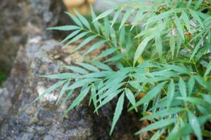 a green plant is growing next to a rock at Kujo Ume May In Higashikujo in Kyoto