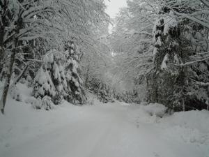um caminho coberto de neve numa floresta com árvores cobertas de neve em Ferienhaus Höchhäusl em Werfenweng