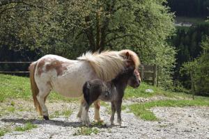 Zvířata v prázdninového domu nebo okolí