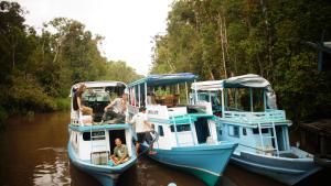 Afbeelding uit fotogalerij van houseboat kelotok bee in Kumai