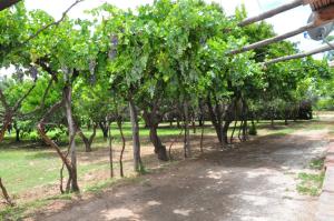uma fila de árvores num parque com uma estrada de terra em Finca ELSA em San Agustín de Valle Fértil