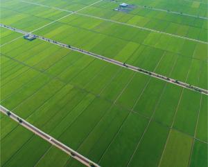 Fotografie z fotogalerie ubytování WindMill SunRise PaddyView Homestay v destinaci Sekincan