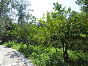 A garden outside Villaggio Hotel Ripa