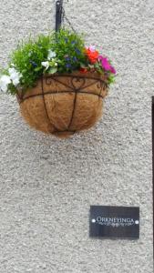 een bloempot aan de zijkant van een muur bij Orkneyinga in Kirkwall