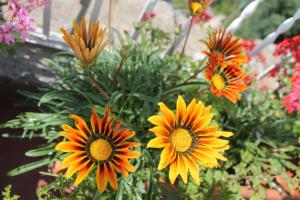 A garden outside Sunset House