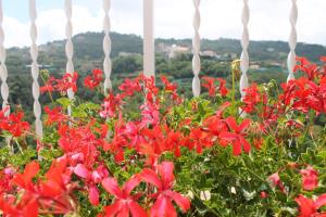 A garden outside Sunset House