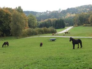 a group of horses grazing in a field at Ferienwohnung auf dem Erlebnisreiterhof Kreipl in Grattersdorf +4 photos