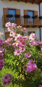 Zahrada ubytování Nido di Rondine B&B