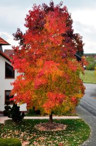 a maple tree with red and orange leaves at Appartement -Ferienwohnung in Stadtallendorf