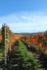 Imagen de la galería de Agriturismo Il Bricco, en Treiso
