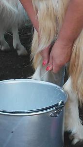 uma pessoa acariciando uma vaca em um balde em Nurazzolas em Villaputzu