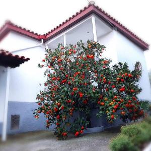 un gran arbusto de flores naranjas frente a un edificio en Dimos Bungalows, en Palaión Tsiflíkion