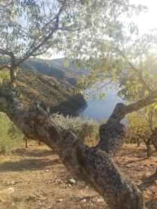 a branch of a tree with a view of a lake at Casas de Xisto in Mogadouro