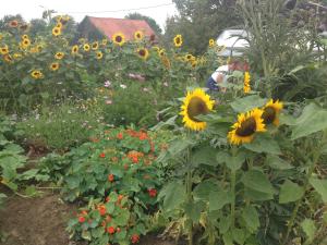 Zahrada ubytování B&B De Woestijn