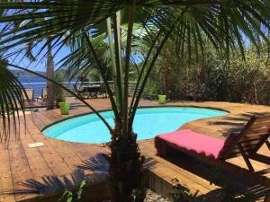 a swimming pool with a palm tree and a bench at Les Baobabs in Bandrélé