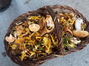 una cesta de mimbre llena de setas y otras verduras en El Pomer, en Ribes de Freser