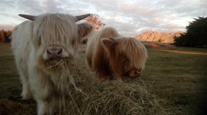 dos vacas de pie en un campo comiendo heno en AAA Granary Accommodation en Promised Land