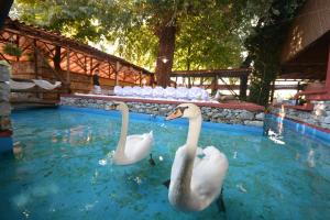 dos cisnes en el agua en una piscina en Lydia Hotel, en Krinídhes