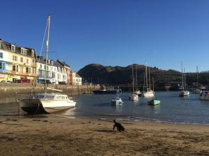 un perro caminando por la playa con barcos en el agua en The Snug Ilfracombe, en Ilfracombe 26 fotos más