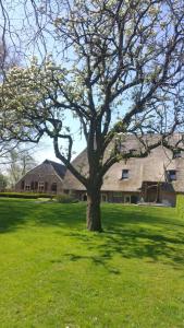 a tree in a field in front of a house at landgoed Groot Boerle in Wijhe