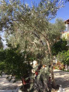 A garden outside Livanina apartments