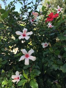 A garden outside Livanina apartments