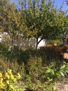 A garden outside Livanina apartments