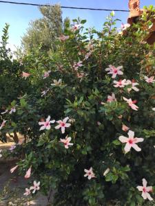 A garden outside Livanina apartments