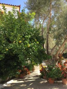 A garden outside Livanina apartments