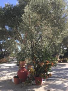 A garden outside Livanina apartments