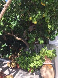A garden outside Livanina apartments