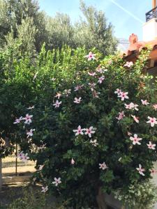 A garden outside Livanina apartments