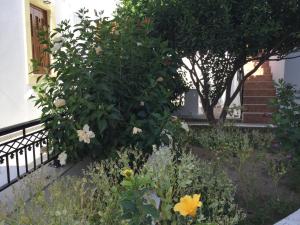 A garden outside Livanina apartments