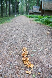 un cumulo di funghi seduto su una strada sterrata di Pullijärve Holiday Park a Misso