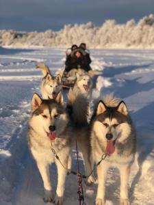 Domácí mazlíčci ubytovaní s hosty v ubytování Scandinavian Home + 12 fotografií