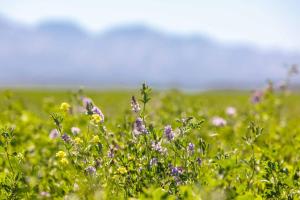 un campo de flores púrpuras en un campo verde en Hazenjacht Karoo Lifestyle - Die Melkstal, en Oudtshoorn