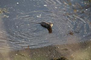 a bird swimming in a body of water at Air an Oir - Skye Self Catering in Portree