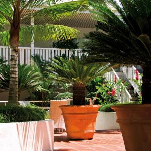 Ramada By Wyndham Cairns City Centre外面的花园