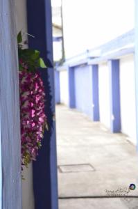 Ein Haufen lila Blumen hängt an der Wand in der Unterkunft Hostal Alua Rio in Quito